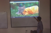 A Adopção de animais pela net já é possível em Fafe