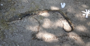 Cobra morta saiu de fonte pública