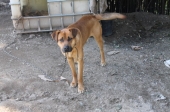 Campanha de recolha de alimentos para os animais do canil