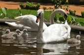 Pequenos cisnes foram roubados do Jardim do Calvário