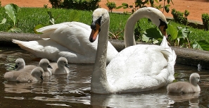 Pequenos cisnes foram roubados do Jardim do Calvário