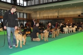 Cães premiados desfilaram no Multiusos