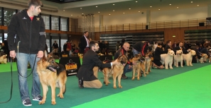 Cães premiados desfilaram no Multiusos
