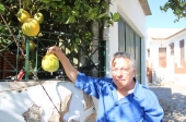 Limoeiro dá fruto com 1,2 kg