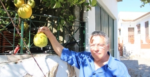 Limoeiro dá fruto com 1,2 kg