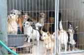 Canil Municipal vive situação dramática: cães em risco de serem abatidos