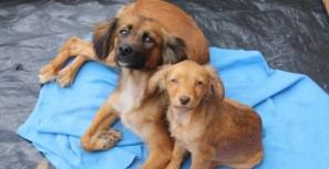 Banhos públicos trocados por ajuda a animais: canil já recebeu mais de 700 kg de ração