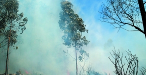 Incêndio na freguesia de Monte mobilizou protecção civil