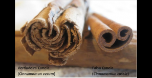 Falsa Canela Vs Verdadeira Canela